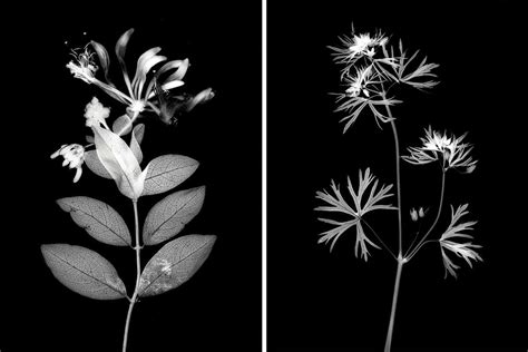 《Plant Portraiture》: Unveiling Nature's Exquisite Canvas Through the Lens of Art