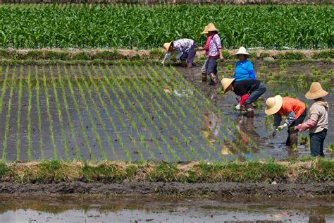  傳統農業智慧的輝煌展現：探索《The Tale of Two Rice Farms》