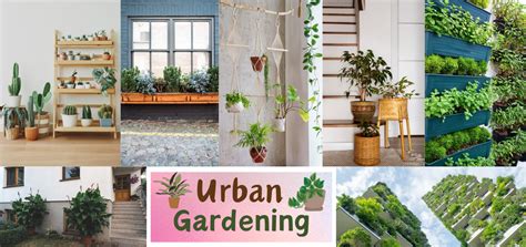  《Urban Gardening for Beginners》: 探尋城市綠洲的奧秘，為居家空間注入清新活力！